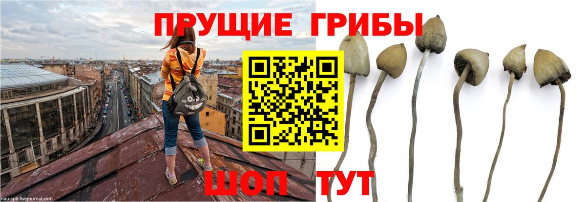 Псилоцибиновые грибы Psilocybe  Вход с VPN  Галлюциногенные грибы Cubensis  Краснокаменск 